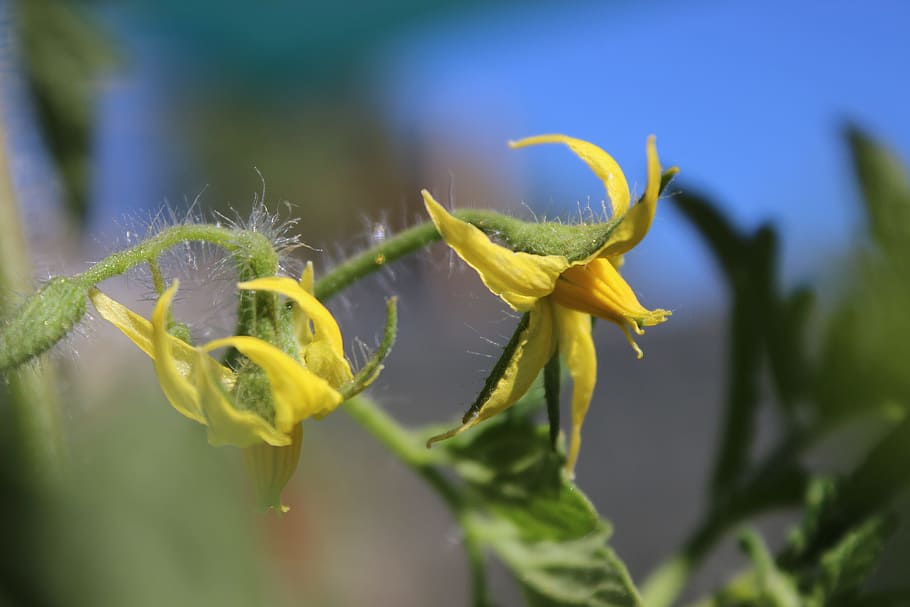 chile, flower, hill, peñaflor, plant, flowering plant, close-up HD wallpaper