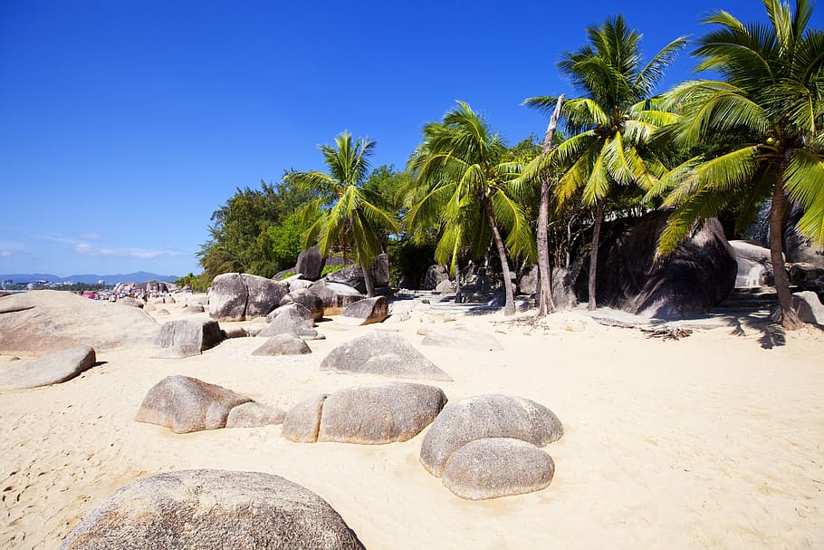 Sanya, Palm Tree, Beach, sand, sky, tropical climate, desert HD wallpaper