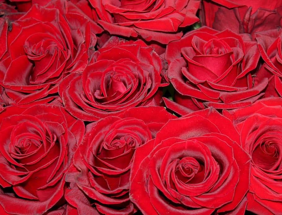 HD wallpaper: red roses, market, flower, rose bloom, plant, shooting ...