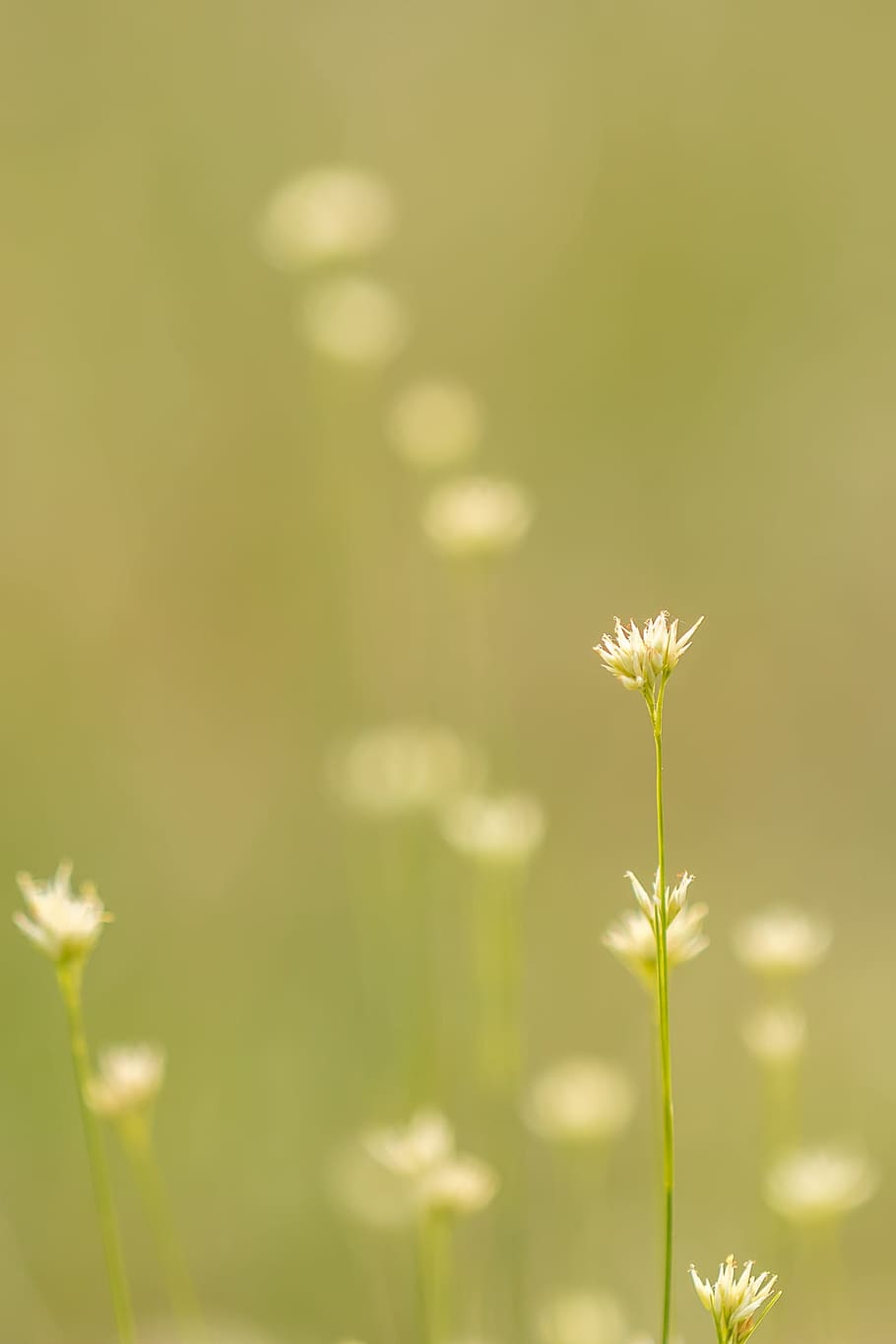 nature, flowers, garden, plant, bloom, blossom, flora, growth HD wallpaper