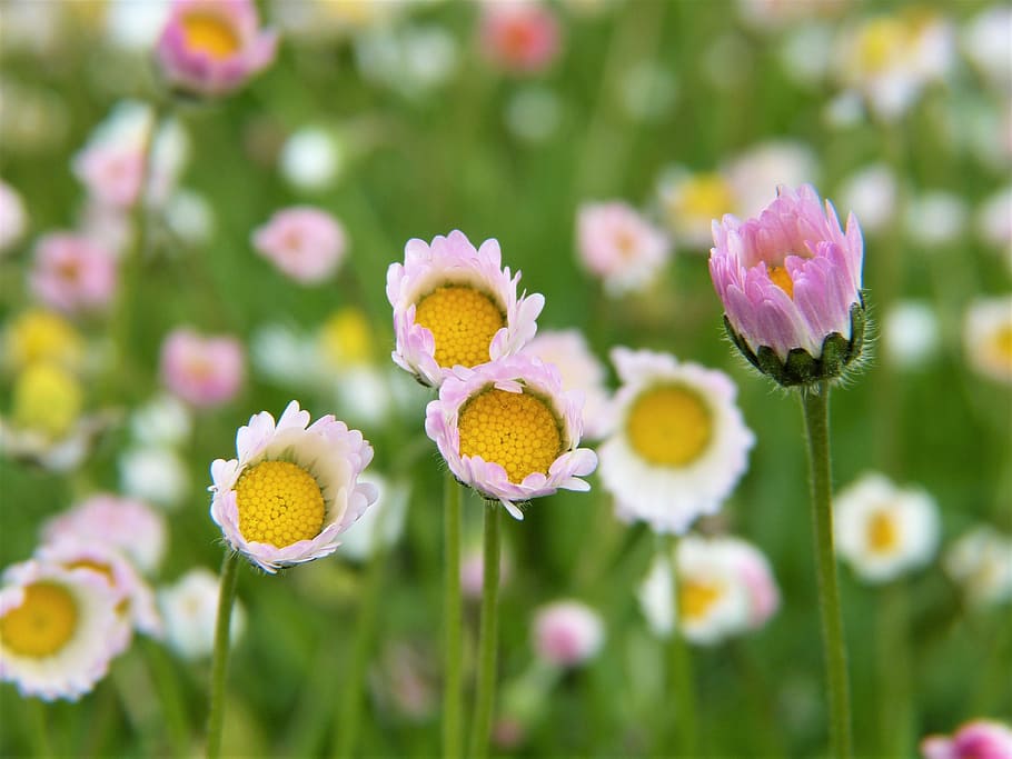 selective focus photography of pink Marguerite daisy flower, Flowers, HD wallpaper