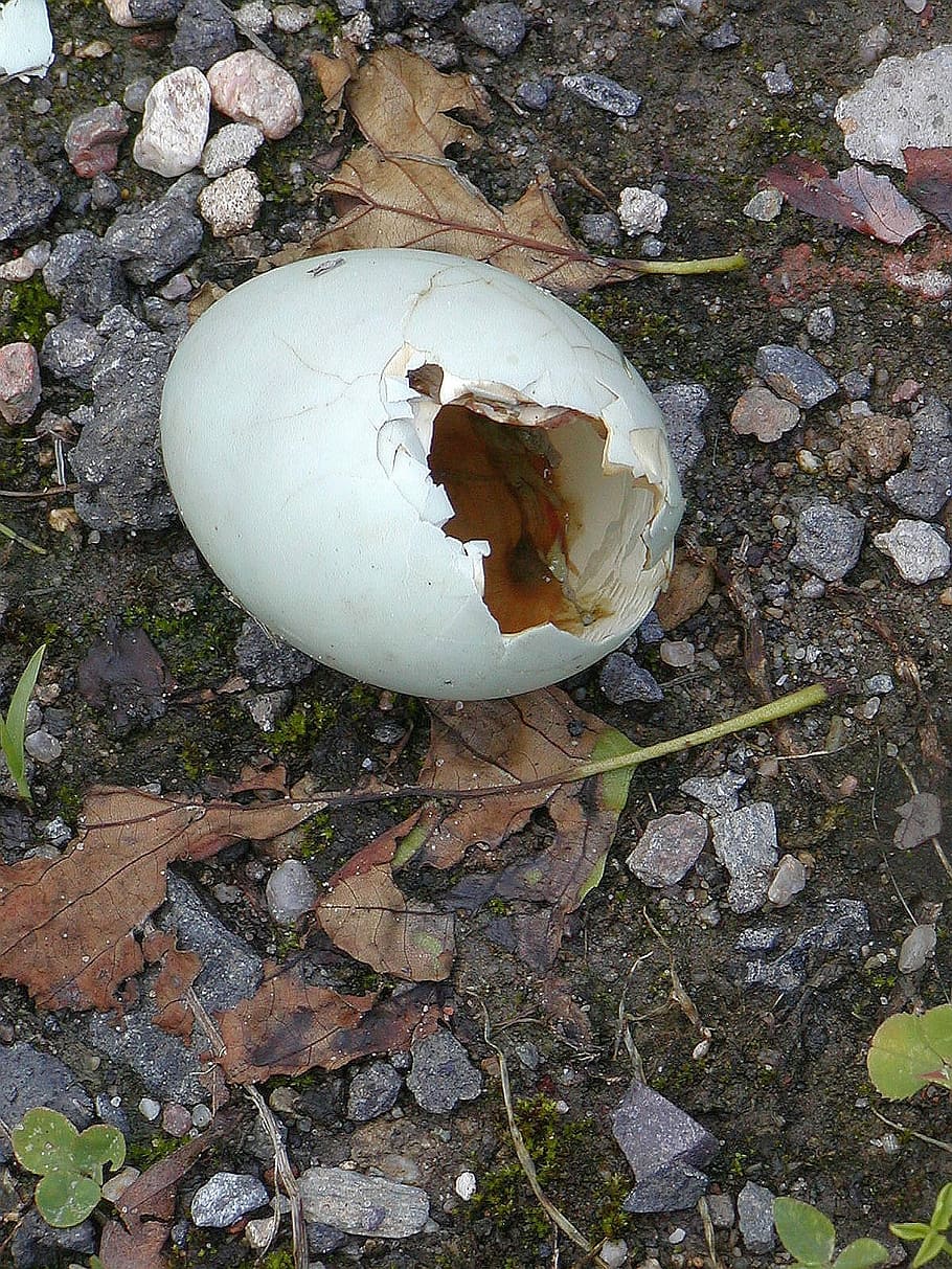 Eggs, Broken, Shell, Loss, Nature, Life, high angle view, eggshell HD wallpaper