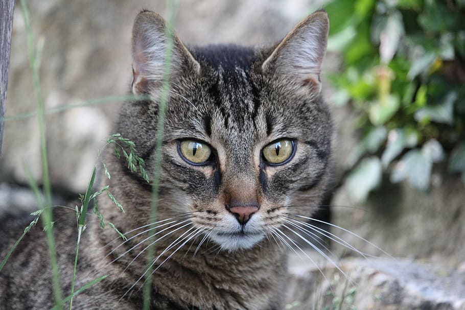 Cat, Mackerel, Eyes, one animal, looking at camera, domestic cat HD wallpaper