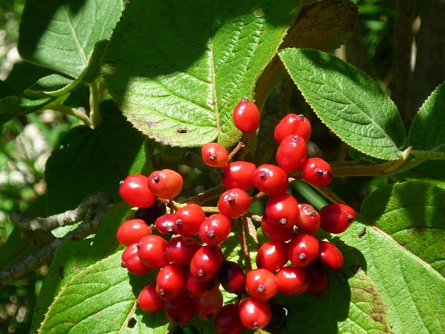 berries, grape, bush, red, forest, nature, summer, fruit, food and drink HD wallpaper