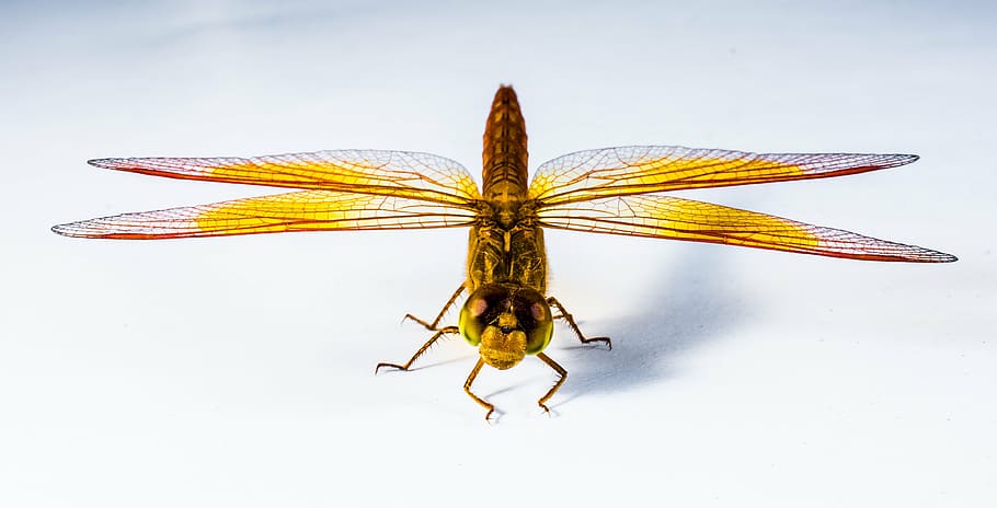 yellow and brown dargonfly, dragonfly, insect, close, nature HD wallpaper