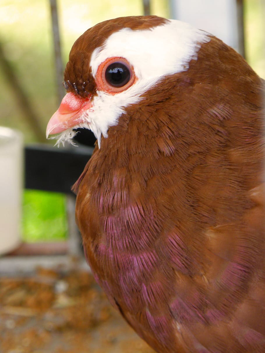pigeon, head, portrait, brown, white, bird, animal themes, vertebrate HD wallpaper