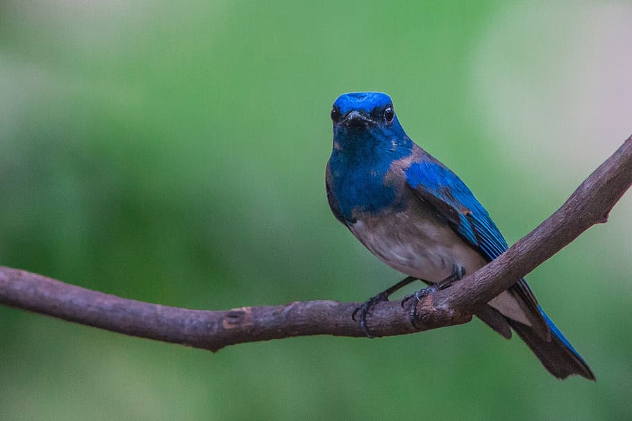 birds, blue, flycatcher, animal wildlife, animal themes, vertebrate HD wallpaper