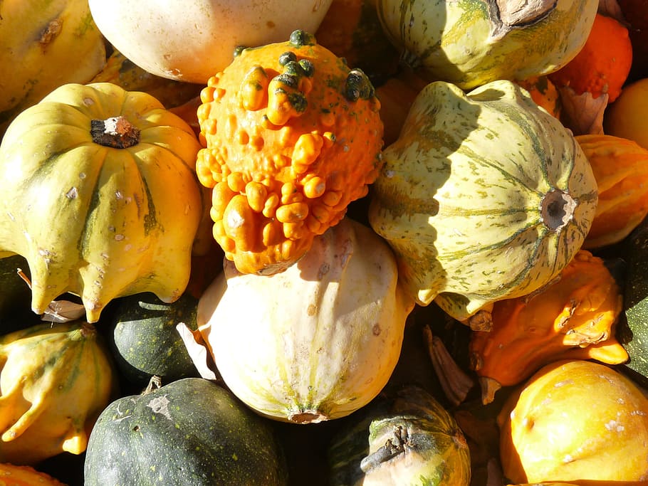 Gourd, Pumpkins, Autumn Fall, Vegetables, harvest, food, nature HD wallpaper