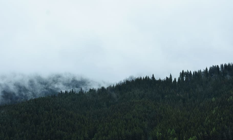 forest view on cloudy sky during day time, green pine trees under cloudy sky during daytime HD wallpaper