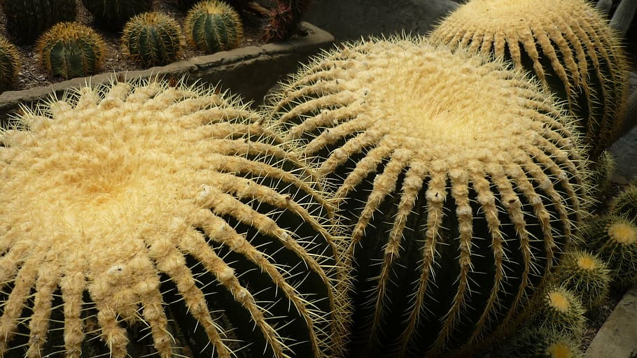 cactus, green, thorn, nature, desert, succulent Plant, barrel cactus HD wallpaper