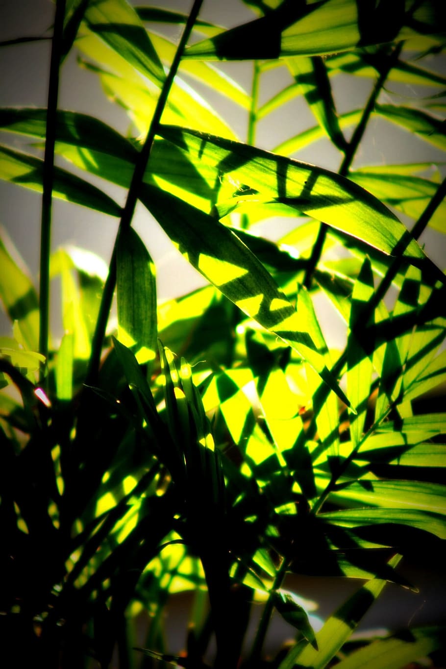 Tree, Leaves, Sun, Plant, Natural, botanical, organic, botany HD wallpaper