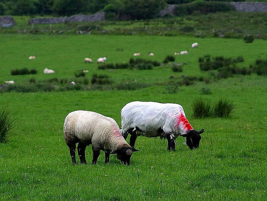 Sheep, Grazing, Pasture, Grass, livestock, farmland, farming HD wallpaper