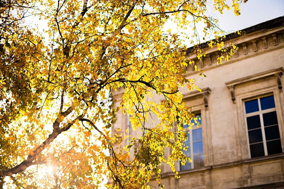 selective focus photography of tree under golden hour, beige concrete house beside tree HD wallpaper