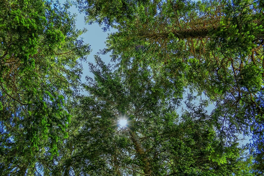 forest, sunbeam, landscape, trees, nature, firs, green, light HD wallpaper