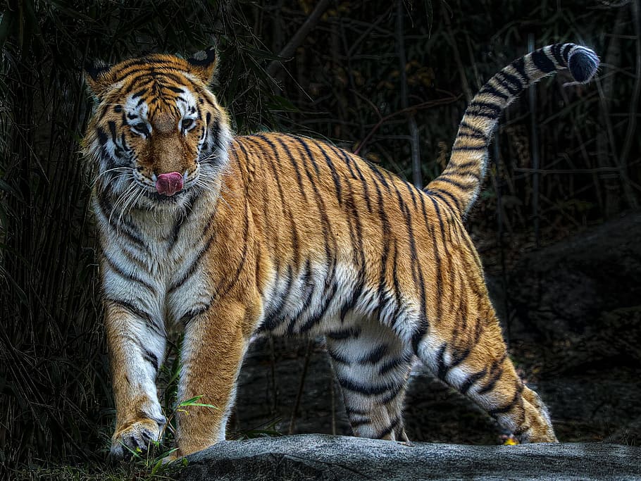 walking tiger at daytime, wild, endangered, cat, hunter, striped HD wallpaper