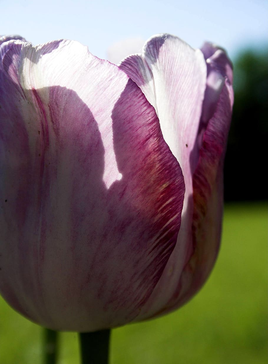Tulip, Flower, Bloom, Purple, green, violet, petal, nature HD wallpaper