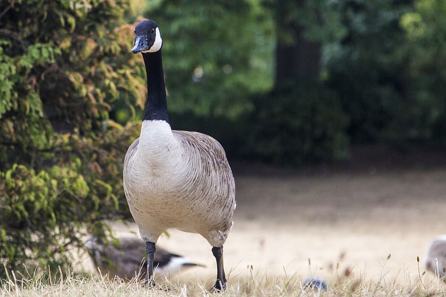 swan, pet, landscape, bird, animals in the wild, animal themes HD wallpaper