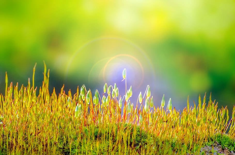 green grass macro photo, forest, spring, moss, soft, abstract HD wallpaper