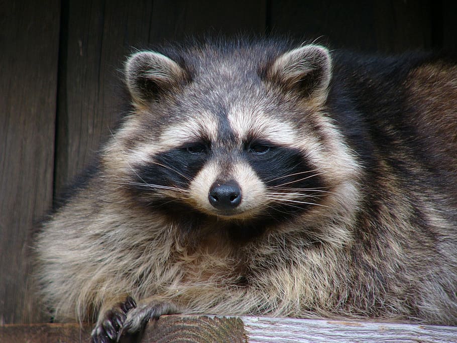 black and brown racoon, raccoon, portrait, wildlife, small, cute, HD wallpaper