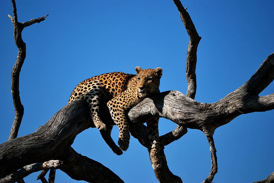 leopard lying on bare tree, leopard on top of leafles tree, branch HD wallpaper