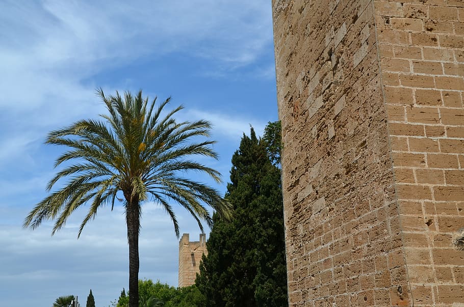 wall, palm, architecture, tree, sky, stone, ancient times, ruins HD wallpaper