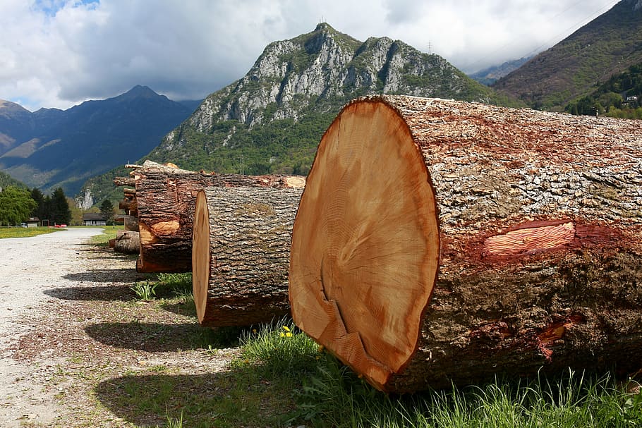 trunks, trees, tree trunk, bark, plant, wood, mountain, mountain range HD wallpaper