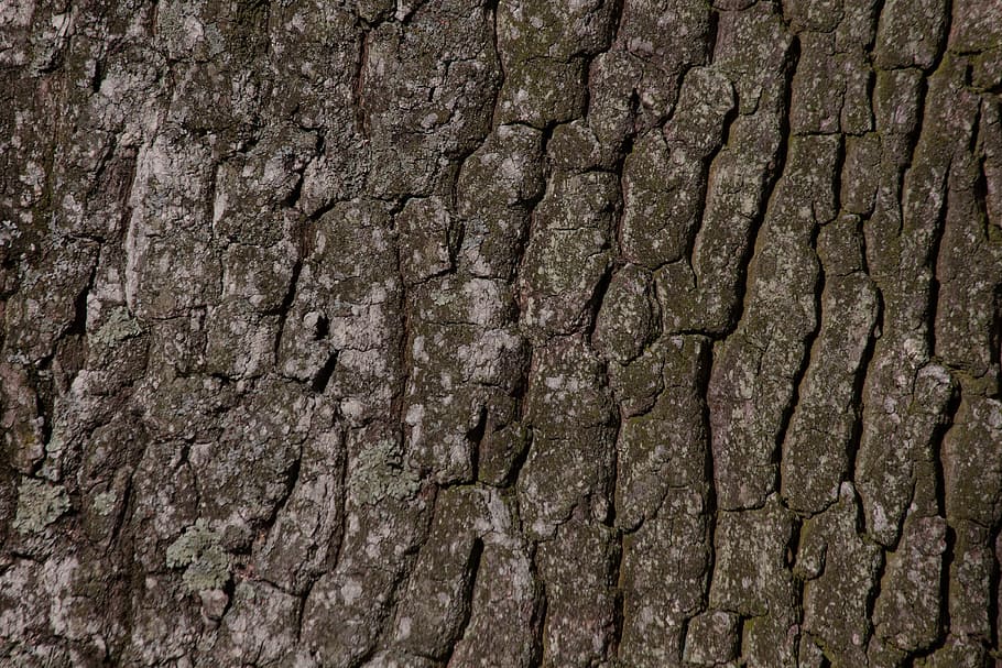 Bark, Tree, Oak, Old, Layer, Bast, old oak, shed bark, green HD wallpaper