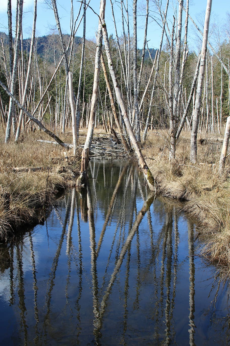 streams, reflect, reflections, wood, winter, nature, tranquility HD wallpaper