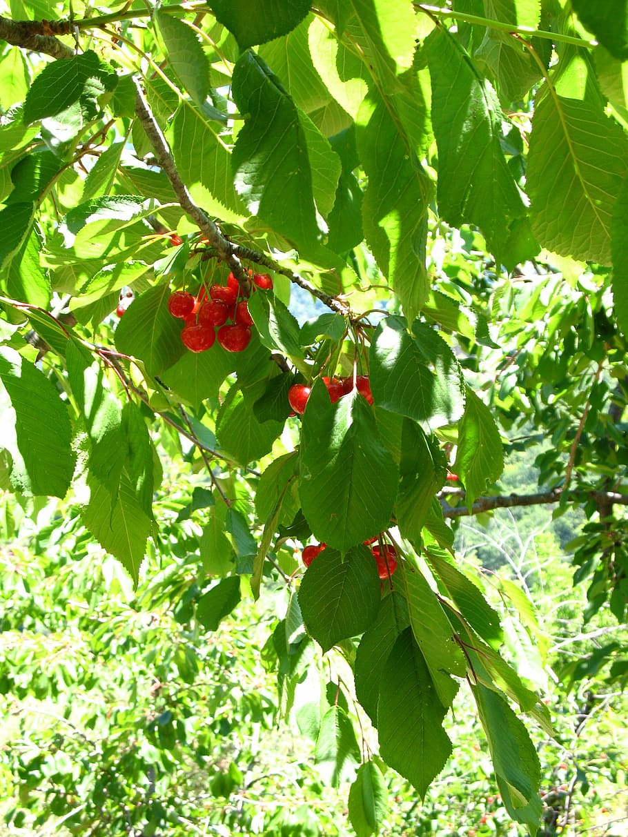 cherries, tree, sicily, leaves, green, plant, nature, fruit HD wallpaper