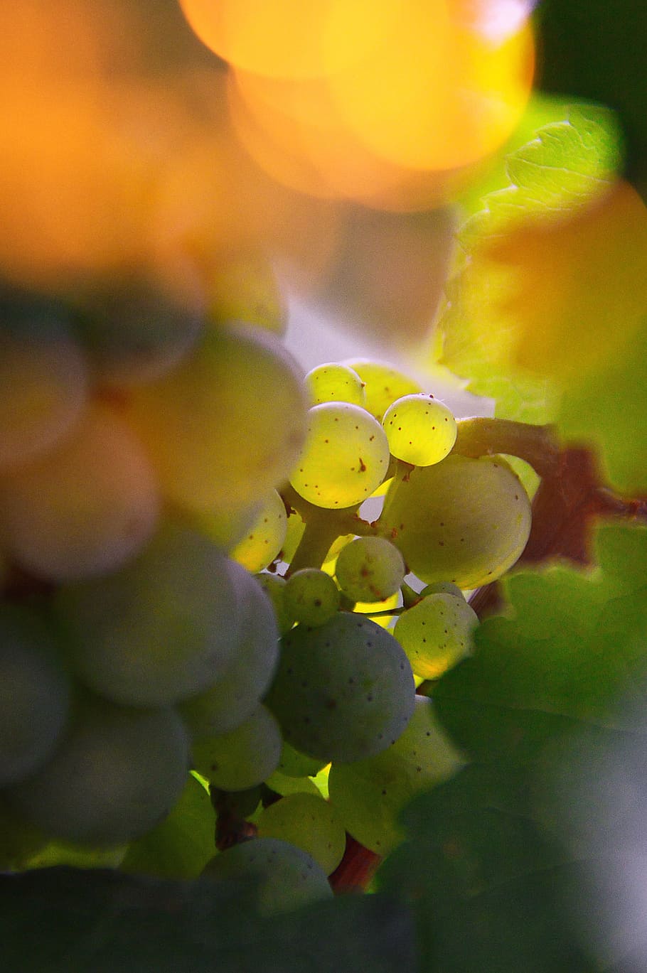 nature, leaf plants, vine, nobody, fruit, summer, outdoors HD wallpaper