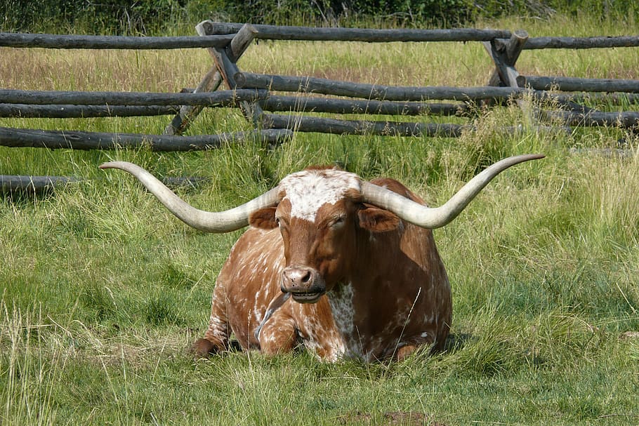 brown and white longhorn bull lying on grass, cattle, farm, beef, HD wallpaper