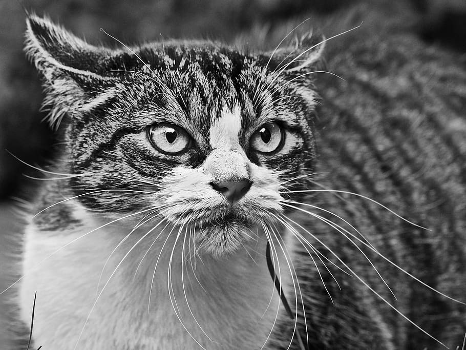 cat, angry, anger, black and white, feline, animal, animal themes