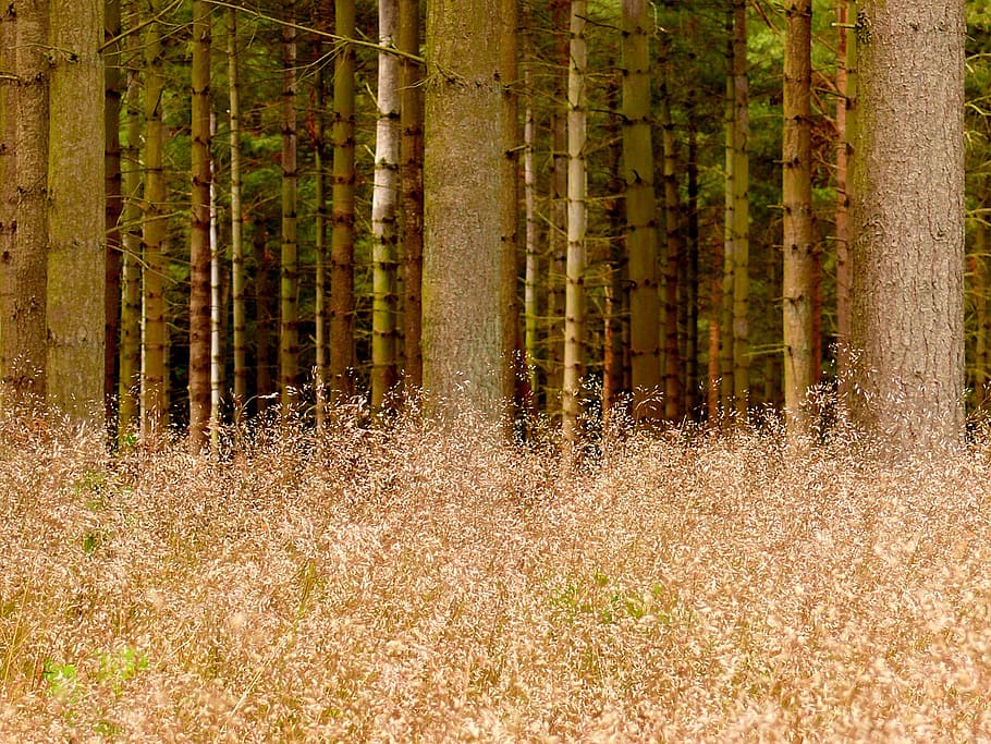 forest, grass, tree, tribe, log, land, plant, growth, tranquility HD wallpaper