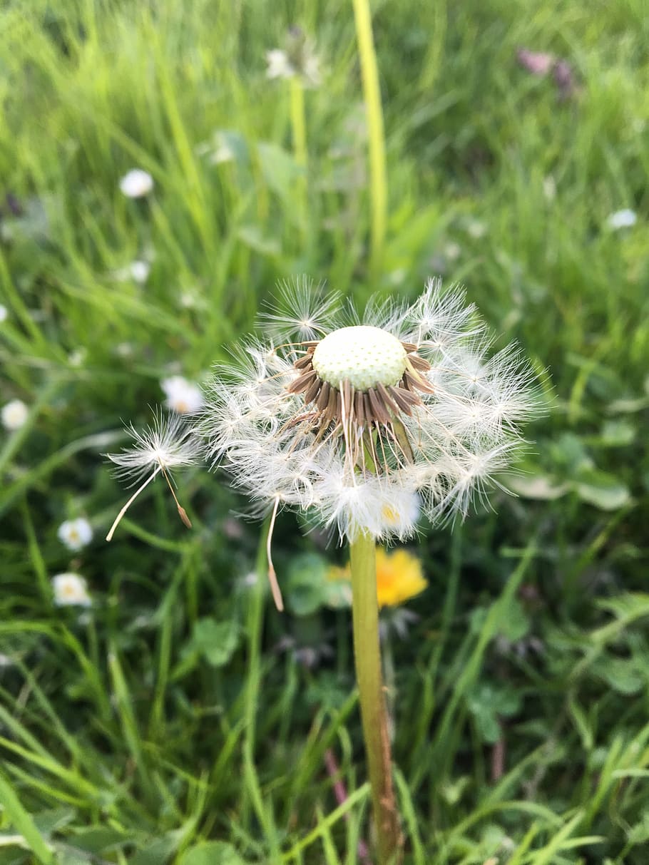 nature, grass, summer, flora, hayfield, wind, sunny, plant HD wallpaper