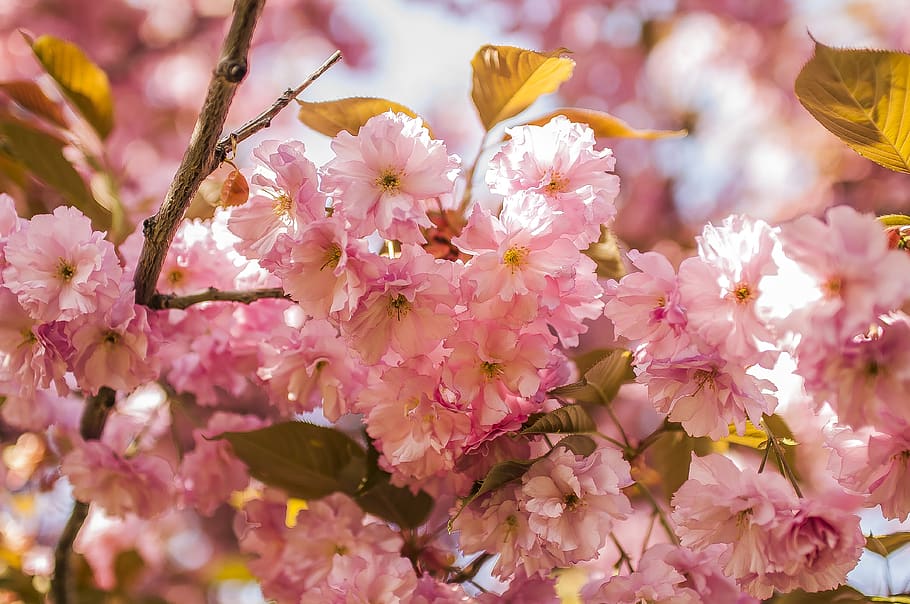 sakura, cherry, flowering plant, fragility, freshness, vulnerability HD wallpaper