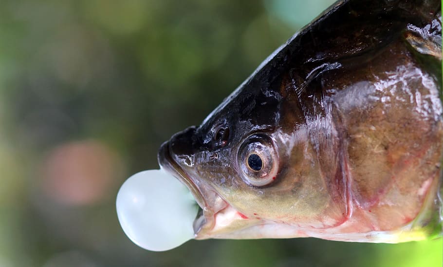 Fish, Chewing Gum, Bula, funny, seafood, one animal, food and drink HD wallpaper