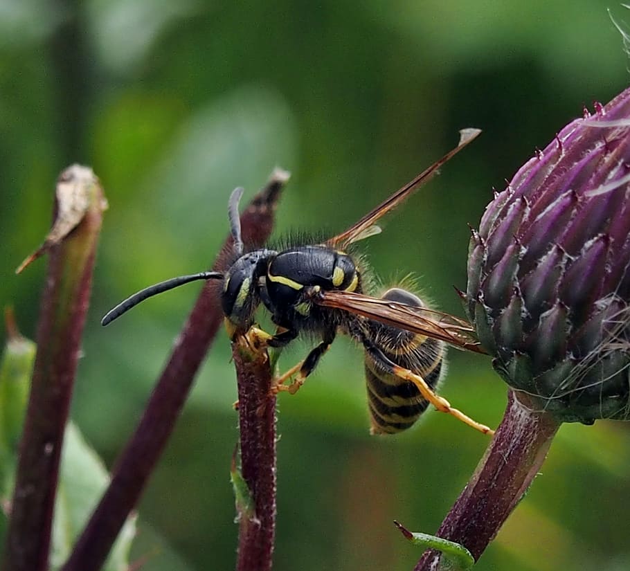wasp, insect, nature, summer, invertebrate, animals in the wild HD wallpaper