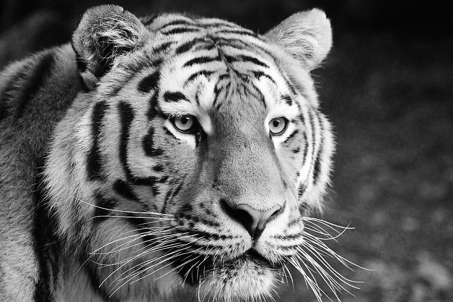 grayscale photo of tiger, Animals, Cat, Predator, carnivores HD wallpaper