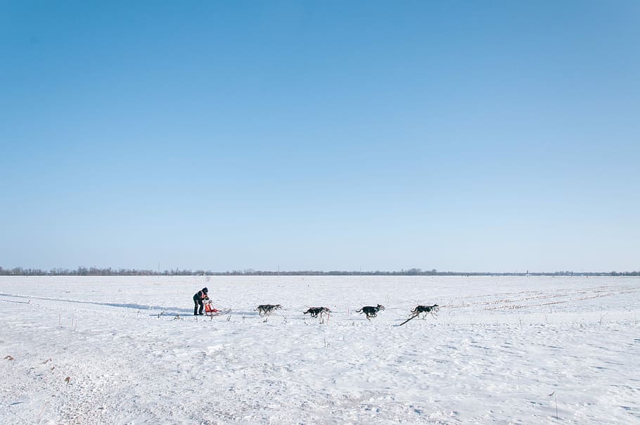 man riding sled with four dogs, snow, winter, outdoors, nature HD wallpaper