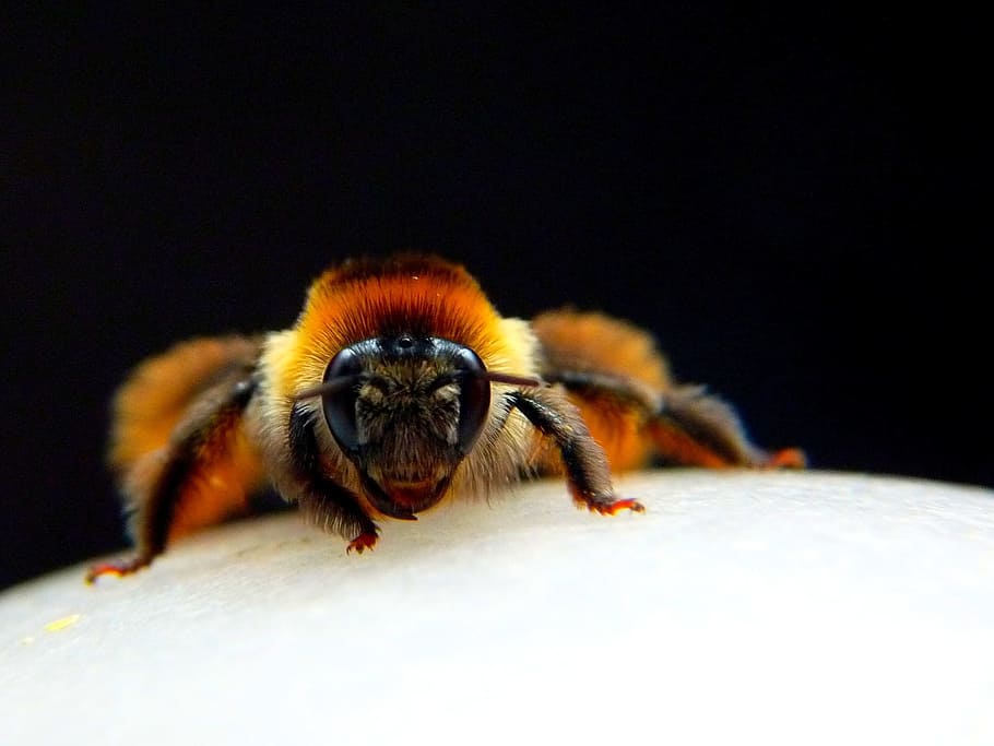 Insect, Macro, be, big, bee, animal, nature, close-up, yellow HD wallpaper