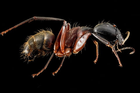 red and black ant wallpaper, worker ant, macro, insect, mounted HD wallpaper