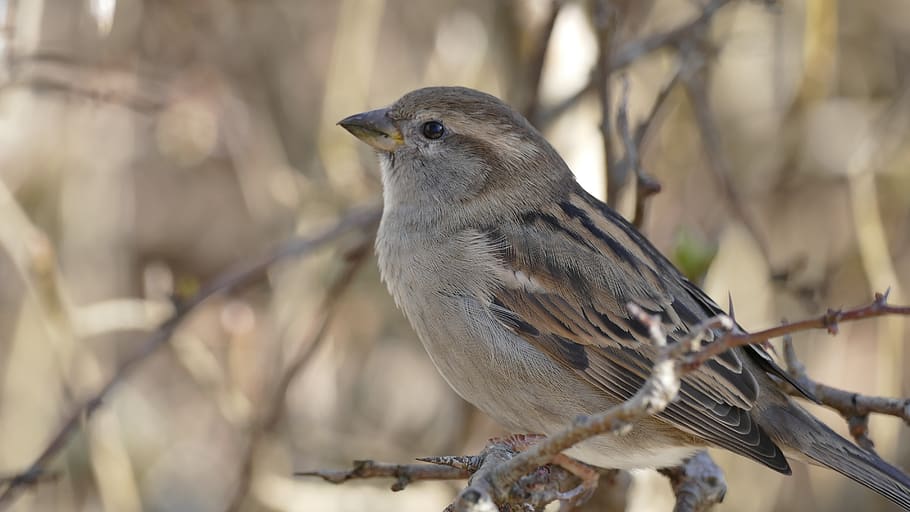 nature, animals, bird, sparrow, animal themes, vertebrate, animal wildlife HD wallpaper