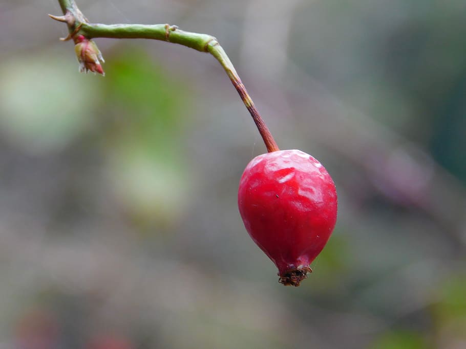 Rosehip, Berry, Nature, rosa, red, focus on foreground, fruit HD wallpaper