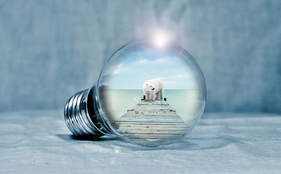 selective focus photography of polar bear on brown wooden bridge HD wallpaper