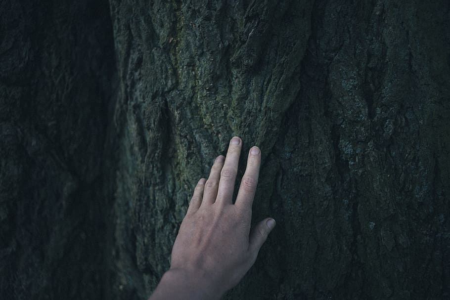 A hand touching a tree, nature, people, human Hand, women, one Person HD wallpaper