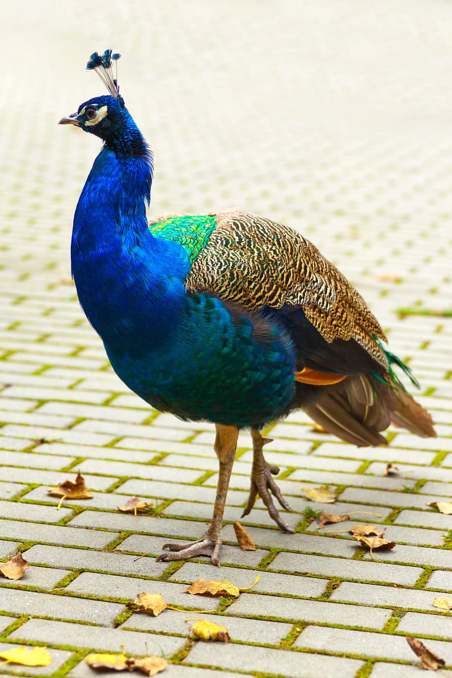 blue, brown, and green peacock standing on gray concrete surface, HD wallpaper
