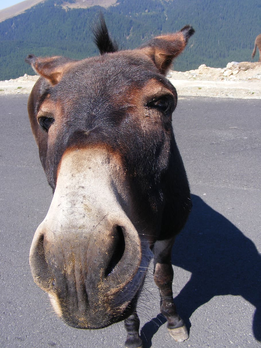 brown donkey standing on road photo during daytime, donkeys HD wallpaper