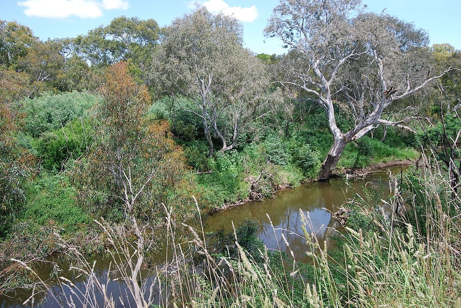 Creek, Trees, Bush, Forest, Stream, scenic, natural, jungle HD wallpaper