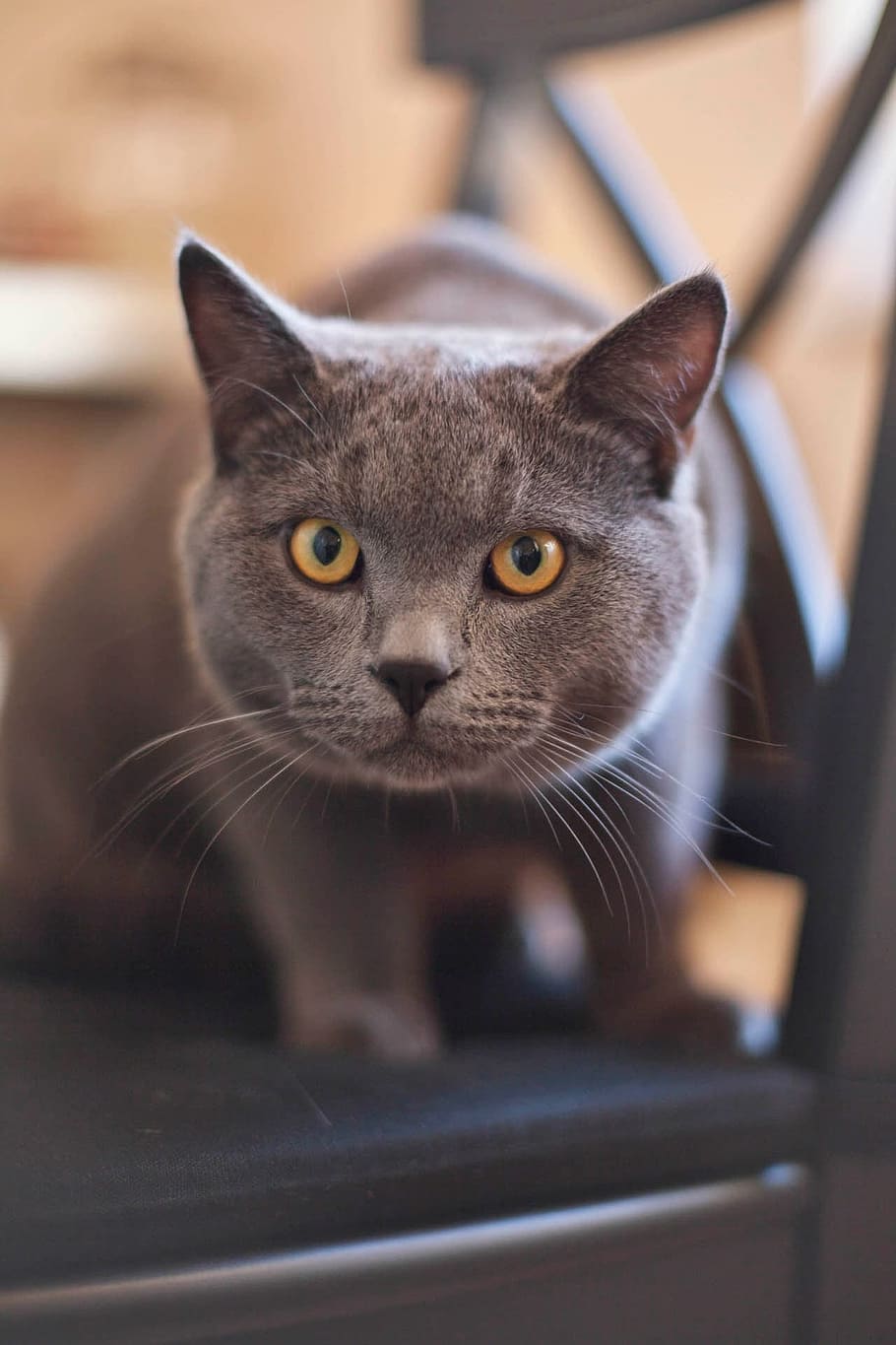 brown cat on parson chair, kitty, feline, grey, yellow, eyes