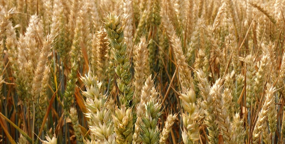 wheat field, cornfield, arable, agriculture, spike, lighting HD wallpaper